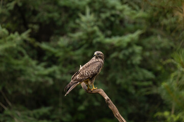 Buzzard, Buteo buteo