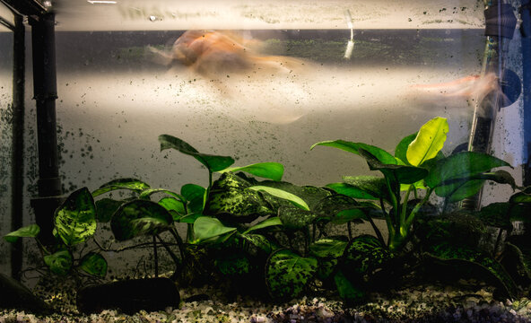 A dirty water tank with blurred fish swimming