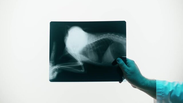 Animal bones x-ray close-up. Doctor veterinarian examining cat or dog skeleton roentgen.