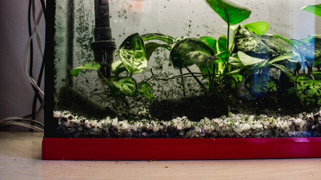 A dirty aquarium with moss buildup closeup