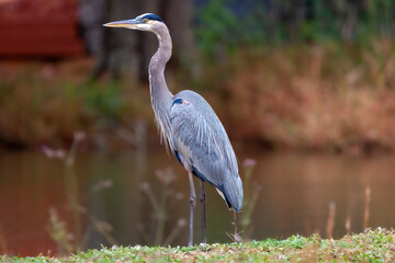 A shallow focus shot of a great blue heron bird standing on the grassland by the lake on a blurred...