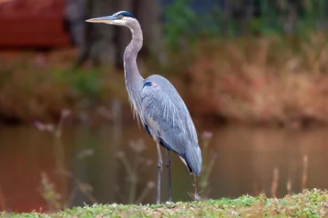 Foto op Plexiglas A shallow focus shot of a great blue heron bird standing on the grassland by the lake on a blurred background © Christopher Kimball Photography/Wirestock