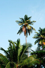 A beautiful vertical shot of palm trees against a light blue sunny sky in st Thomas, us virgin islands