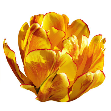 variety yellow-red terry early tulip with red stripes