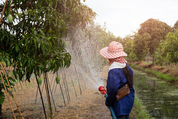 Asian woman farmer watering mango tree with hose in a field.