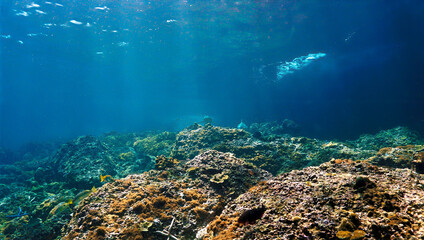 Blacktip reef in the shallow water at a coral reef