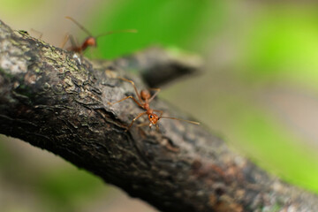 red ant  perched on a branch