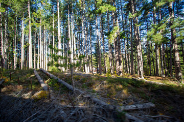 Vista panoramica dal treno in Abruzzo. La transiberiana d'Abruzzo.Alberi in autunno
