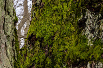 Green moss on pine tree trunk at grey winter day. Close up photo of moss on tree.