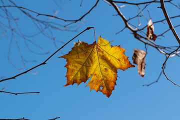 A Single Golden Yellow and Rustic Red Colored Fall Leaf, One of the Last this Autumn, Hangs On, Dangling from a Bare Tree Branch