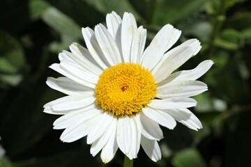Obraz premium daisies blooming in spring