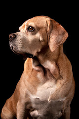 Portuguese Pointer Dog Portrait. Perdigueiro Português. Close up