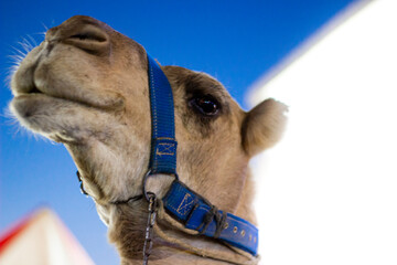 camel in Turkey