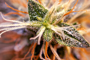 Cannabis Bud Flower