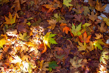 Sycamore leaves falling to the ground