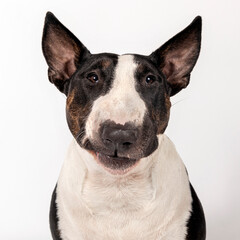 Bull terrier portrait. Close-up
