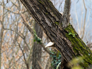Fototapeta premium detail of fomes fomentarius in a meadow