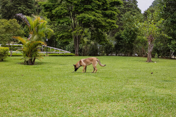 Naklejka premium Pastor Belga Malinois