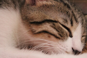 Naklejka na ściany i meble Close-up kitten