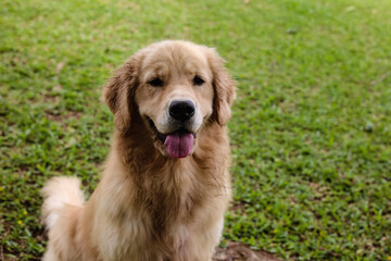 golden retriever dog