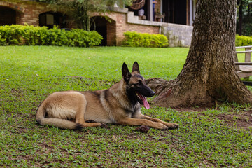 Pastor Belga Malinois