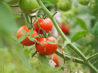 Ripe fresh natural tomatoes grow on a branch in a greenhouse. Bio Ecologically clean vegetables tomatoes farms. Non-GMO Solanaceae Agroculture. Organic garden. Harvest season at farm