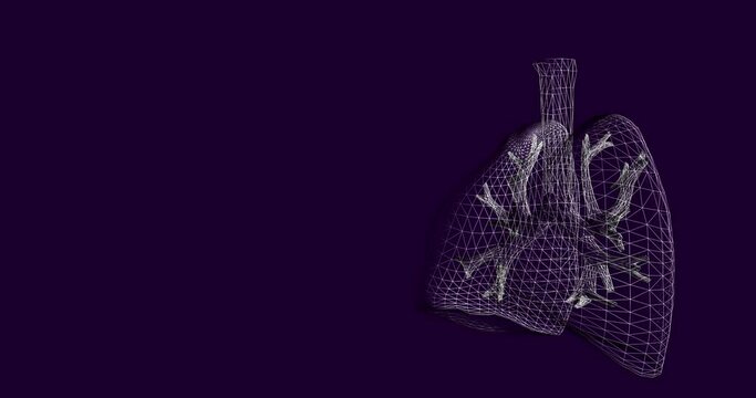 Lungs in wireframe 3D model rotating in loop over violet background. Anatomy science organ