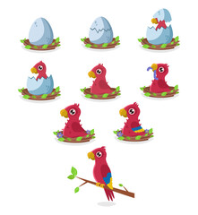 Set of illustrations of the birth and maturation of a red parrot. From egg to adult bird. Vector graphic.