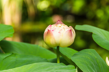 Bright green lotus leaf background aquatic plants. Blooming lotus