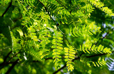 Tamarind (Tamarindus indica) green leaves, selected focus