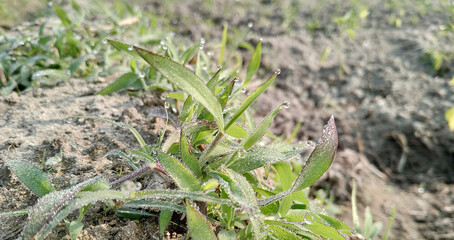 Dewdrops on the grass in the early morning is a captivating sight.