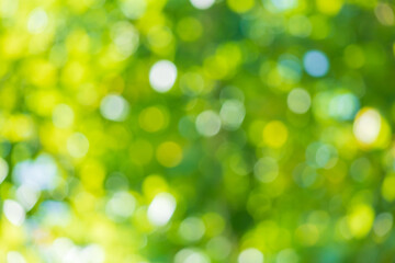 Obraz premium Abstract blur green leaf bokeh nature background