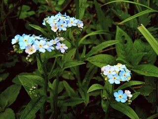 Niebieskie kwiaty - Niezapominajki