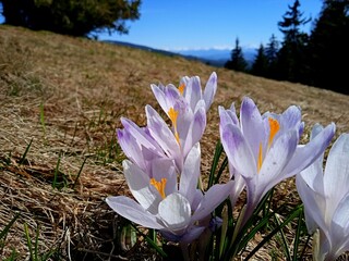 Krokusy w Górach - Kwiaty wiosenne