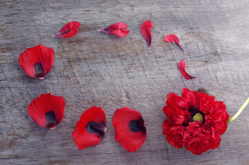 red poppy flower bloom and petals frame on rustic wooden background with copy space