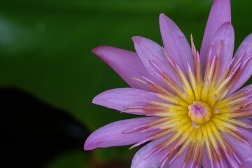 close-up purple lotus flower against green leaf background