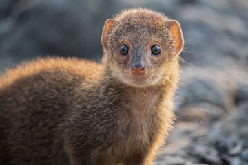 Face close up of a gray mongoose, The Indian grey mongoose is a mongoose species native to the...