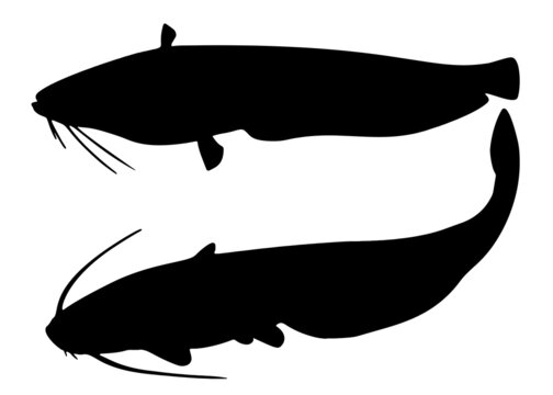 Big catfish in the set. Vector image.