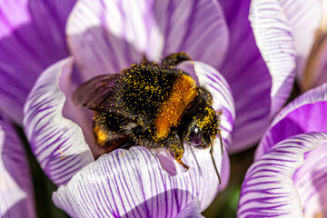 A bumble bee collecting pollen from crocus flowers, on a sunny February day