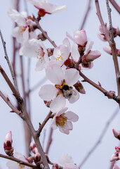 Bumblebee on almond blossoms in March Spain