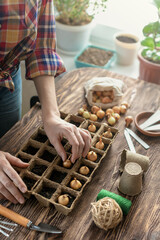 Distillation of bulbous plants. Female hands planting flower bulbs in rows in peat pots on wooden table at home indoors, vertical photo, selected focus.