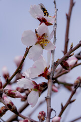 Bumblebee on almond blossoms in March Spain