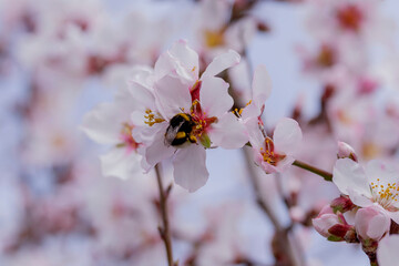 Bumblebee on almond blossoms in March Spain
