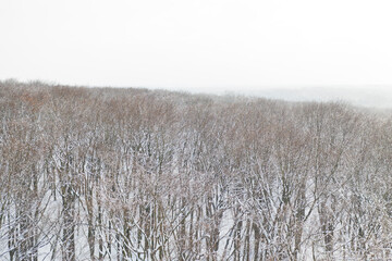 Beautiful nature reserve forest ecological landscape Earth Silesia Bytom UNESCO