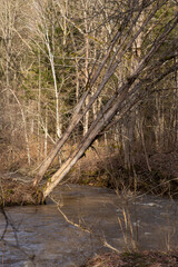 Forest river landscape in spring