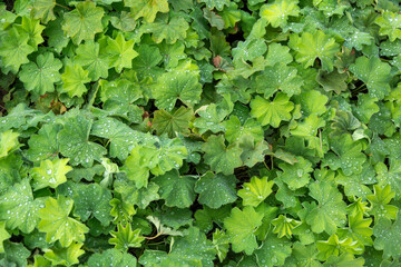 Dense carpet of young green leaves manjetka, alchemilla vulgaris