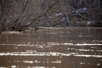 Forest river landscape in spring