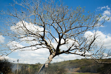 Natureza