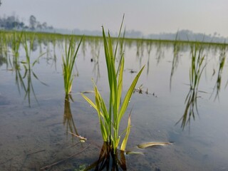 Fototapeta na wymiar Picture of paddy field