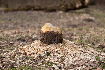 Beaver chewed wood. Damaged tree with visible teeth marks.